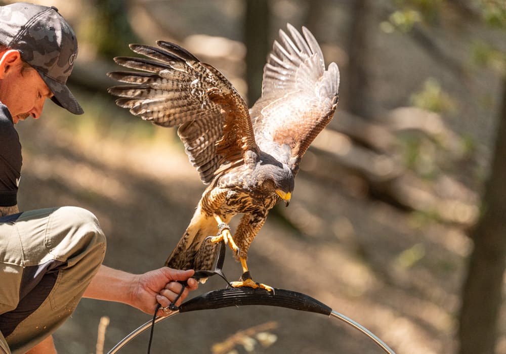 The experience with the falcon at the adventure park of Castelfalfi in Tuscany | Castelfalfi nature