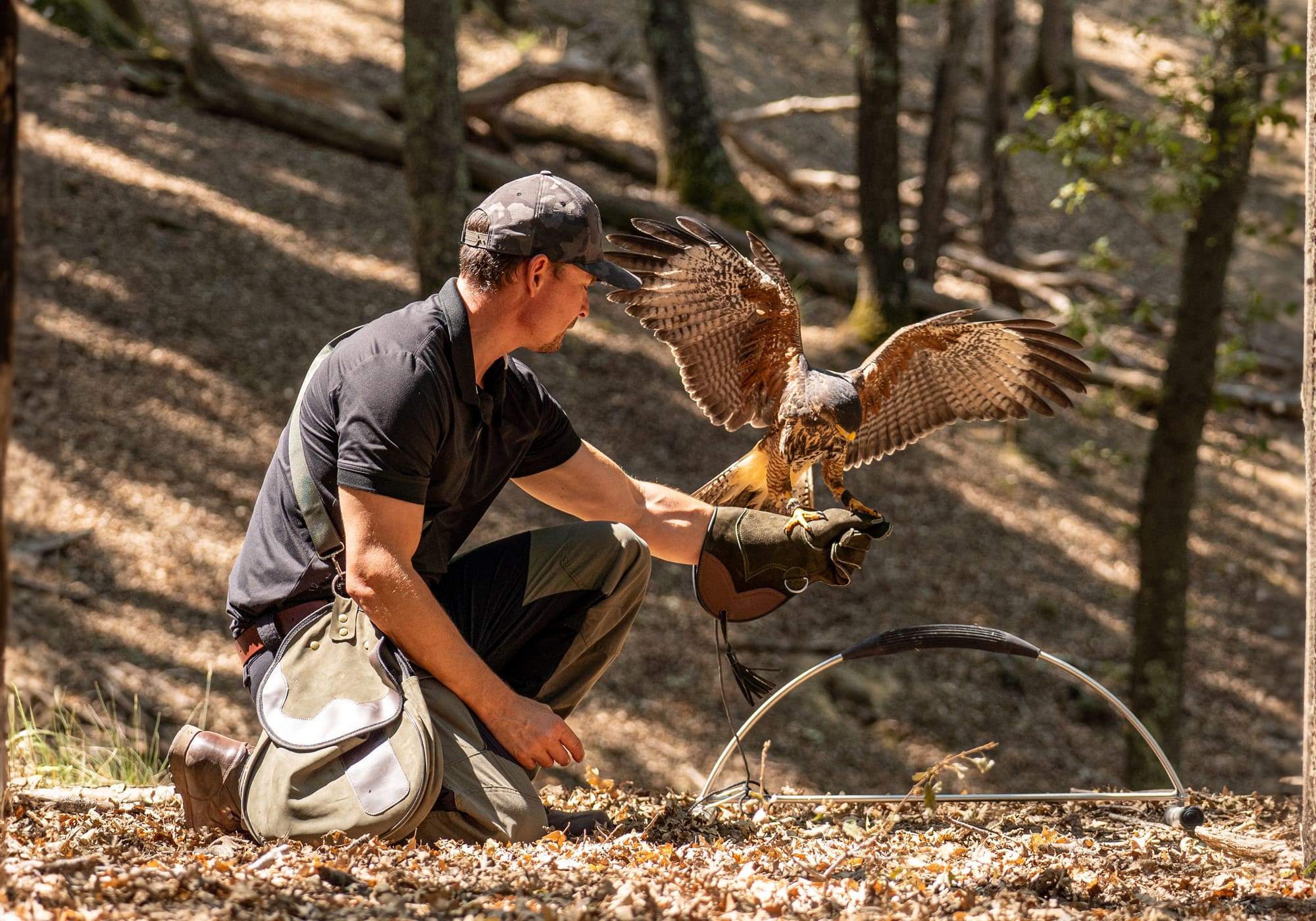 Falconry experience in the Tuscan nature | Adventure Park of Castelfalfi