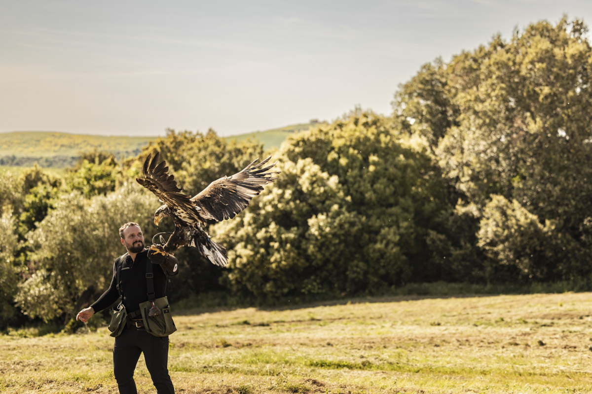 Falconry experience in the Tuscan nature | Adventure Park of Castelfalfi