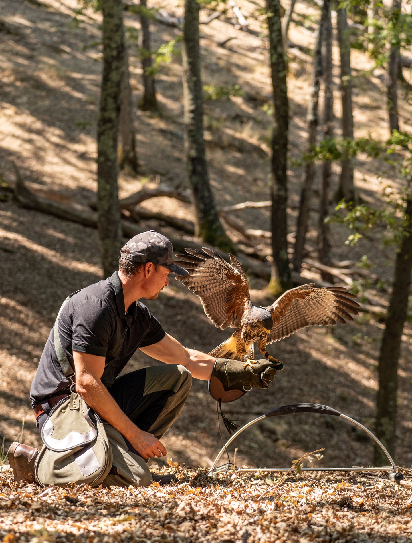 Falconry at Castelfalfi